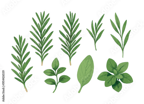 Various aromatic herb leaves: basil, rosemary, and sage illustrations