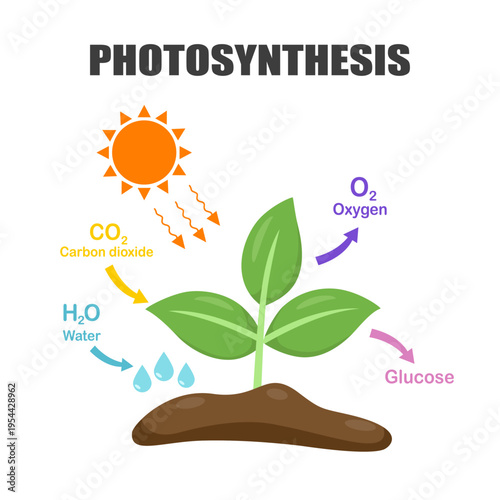 Photosynthesis process labelled in flat design vector illustration