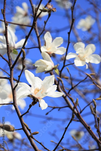 コブシの花　青空