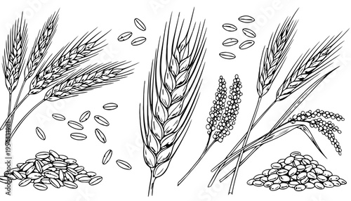 Wheat vector illustration with grains and ears in black and white