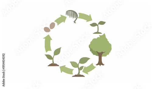 Circular plant growth cycle vector illustration showing seed sprout leaf and mature tree stages eco life concept isolated on white