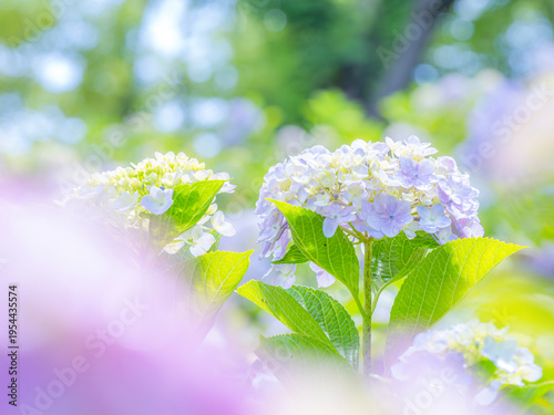 梅雨から初夏の公園や花壇を彩るアジサイのある風景。木漏れ日の光でボケた景色。ぼんやりした花畑のイメージ