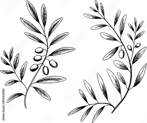 Olive Branch Vector Illustration with Leaves and Fruits