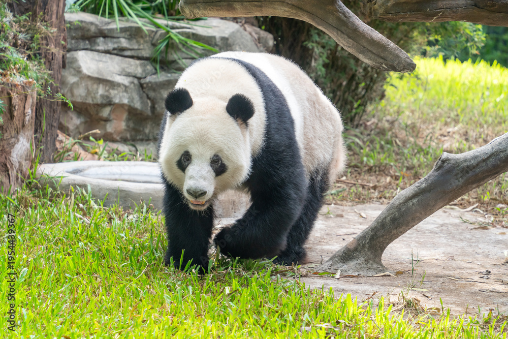 Fototapeta premium Giant Panda Walking in Zoo Habitat