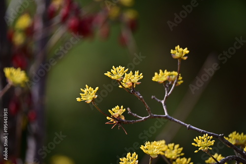 spring flowers