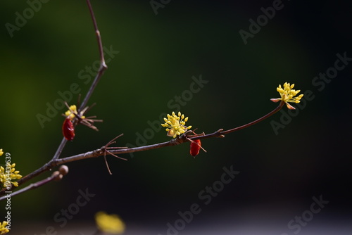 spring flowers