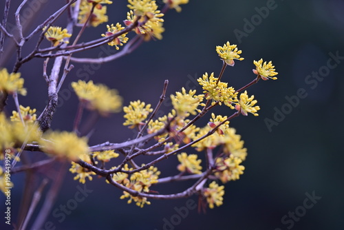 spring flowers