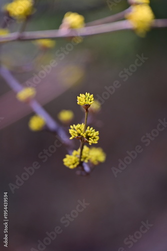 spring flowers