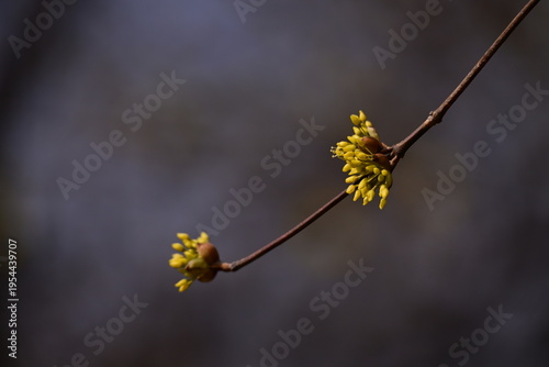 spring flowers
