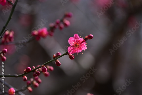spring flowers