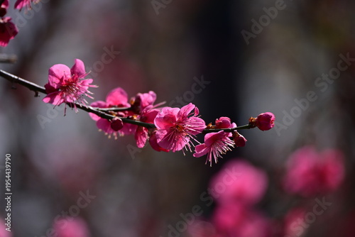 spring flowers