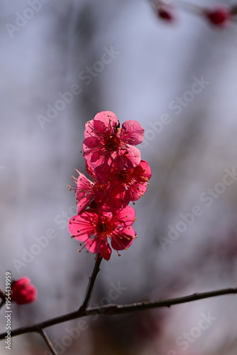 spring flowers
