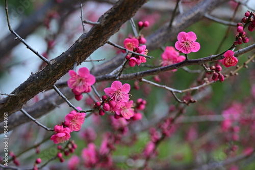 spring flowers