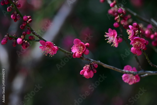 spring flowers