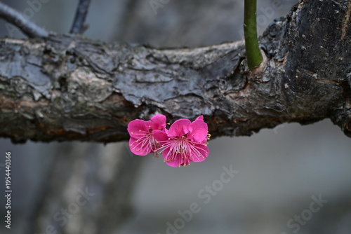 spring flowers