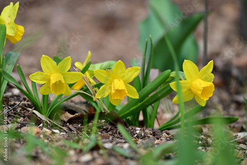 spring flowers