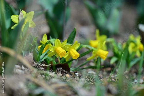 spring flowers