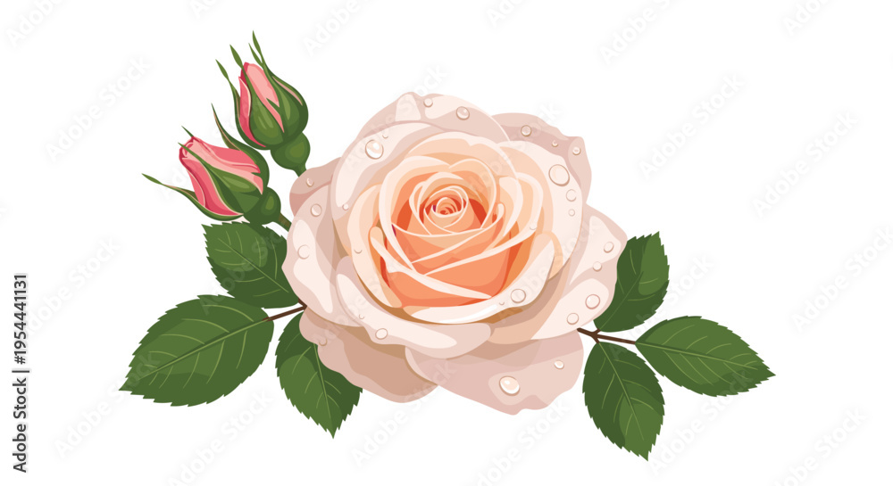 Fototapeta premium Beautiful peach colored rose flower with delicate dew drops on its petals accompanied by two small pink rosebuds and green leaves on white.