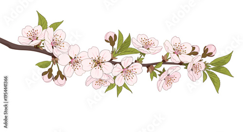 Long branch of cherry blossoms with delicate pink flowers and buds in various stages of blooming against a clean white background for spring.