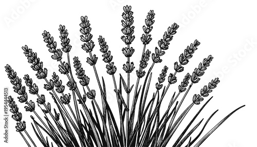 Lavender flowers botanical line art isolated on transparent background, elegant aromatic herb illustration with detailed floral spikes for natural, organic and decorative vector design.