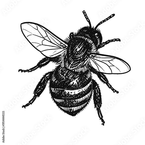 Detailed hovering bee in vintage engraving style, realistic insect line art isolated, ideal for nature, ecology, and pollination concepts