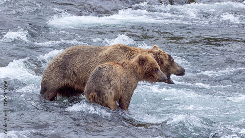 Kodiak brown bear [ursus arctos] mother growling to protect her cub at Brooks Falls in Katmai National Park Alaska United States