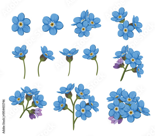 Set of forget-me-not flowers on a white background. Wild flowers. Vector illustration.
