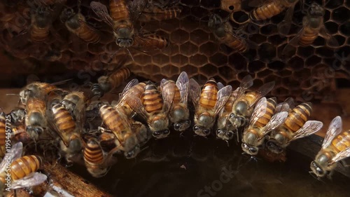 Macro close up of honey bees feeding honey with golden sunlight. Detailed view of insect behavior, teamwork, and pollination. Concept of nature, ecology, beekeeping, and biodiversity in India.