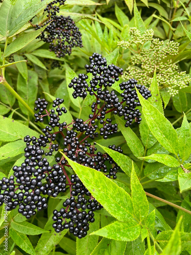 Elderberries grow in the mountains of Sochi.