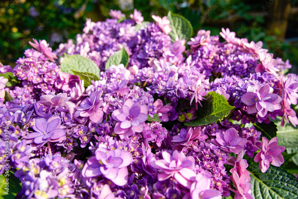 Fototapeta premium Purple Hydrangea Flowers in Bloom Close-Up