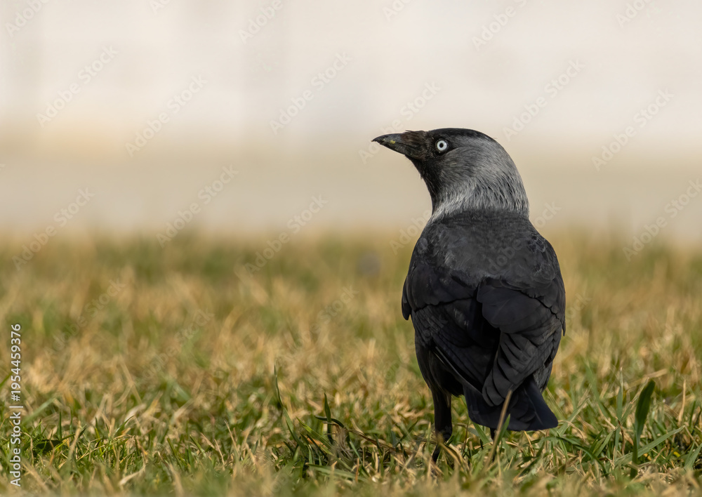 Fototapeta premium Jackdaw (Corvus monedula) in a natural habitat