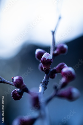 Closeup of apricot buds in March against the sunset