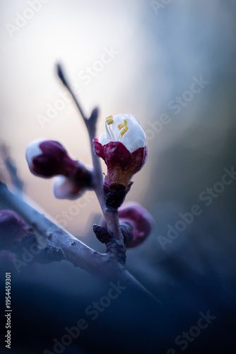 Closeup of apricot buds in March against the sunset