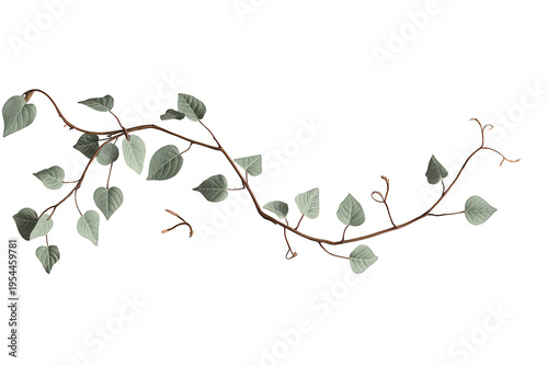 Green ivy vine with heart-shaped leaves growing on a curved branch, isolated on transparent background