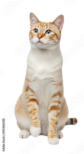 A cat with orange and white fur sits on its haunches isolated on transparent background