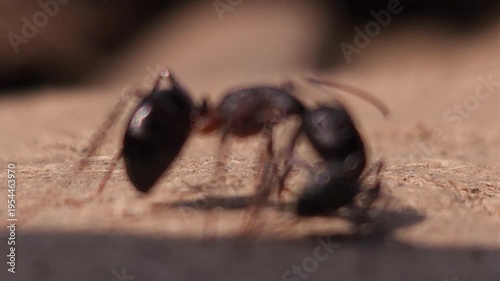 Close-up macro view of two black ants fighting on ground, showcasing intense insect behavior and survival instinct in nature.