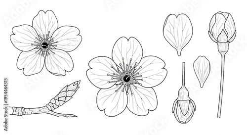 Detailed line drawings of cherry blossom flowers and parts.