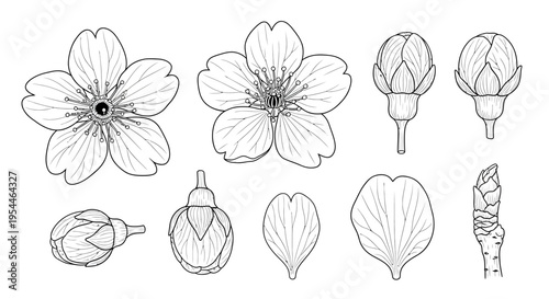 Detailed line drawings of flower parts.