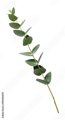 A sprig of eucalyptus with green leaves isolated on transparent background