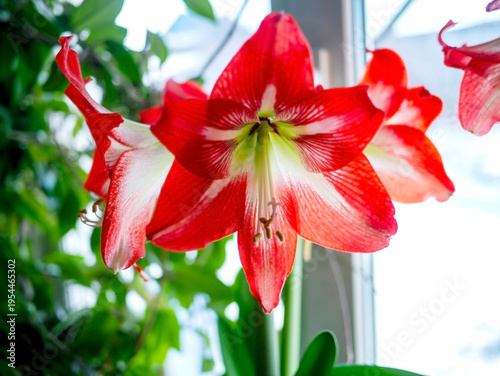 Big red amaryllis flowers bloomed