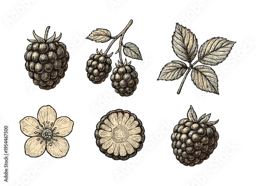 Vintage botanical illustration of raspberries and leaves with floral details