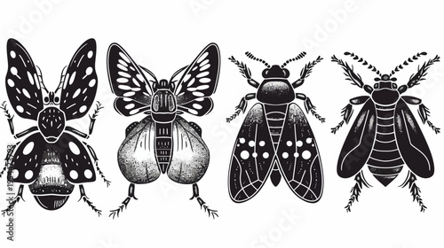 Four black and white insect illustrations, displaying diverse wing and body patterns
