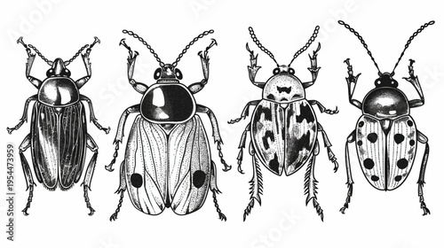 Engraving art of four beetle illustrations with varied patterns in black and white