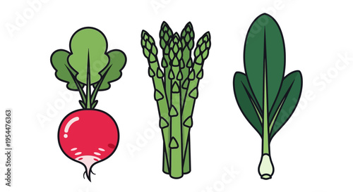 Flat Illustration Vector Set of Fresh Vegetables Including Red Radish, Green Asparagus, and Spinach Leaf Icons Isolated on White Background