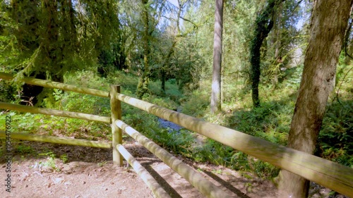 Ferns and moss on the trees in the park