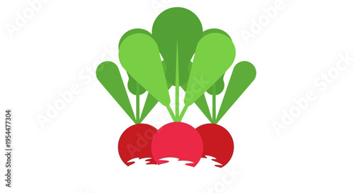 Fresh Red Radish Vector Illustration with Green Leaves - Three Organic Root Vegetables Isolated on White Background