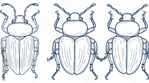 Three detailed line drawing sketches of beetles in blue ink on a white background