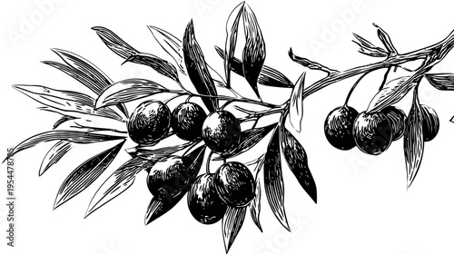Black and white sketch of olive branch with fruit