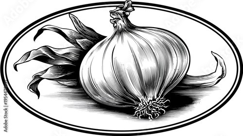 Detailed black and white drawing of a bulbous allium in an oval frame