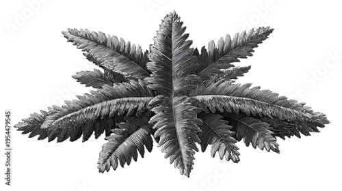 Grayscale, stylized illustration of a fern frond with intricate line details